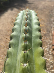 🌶️ SS02 x Kimura’s Spiny Giant   — 14” Tip