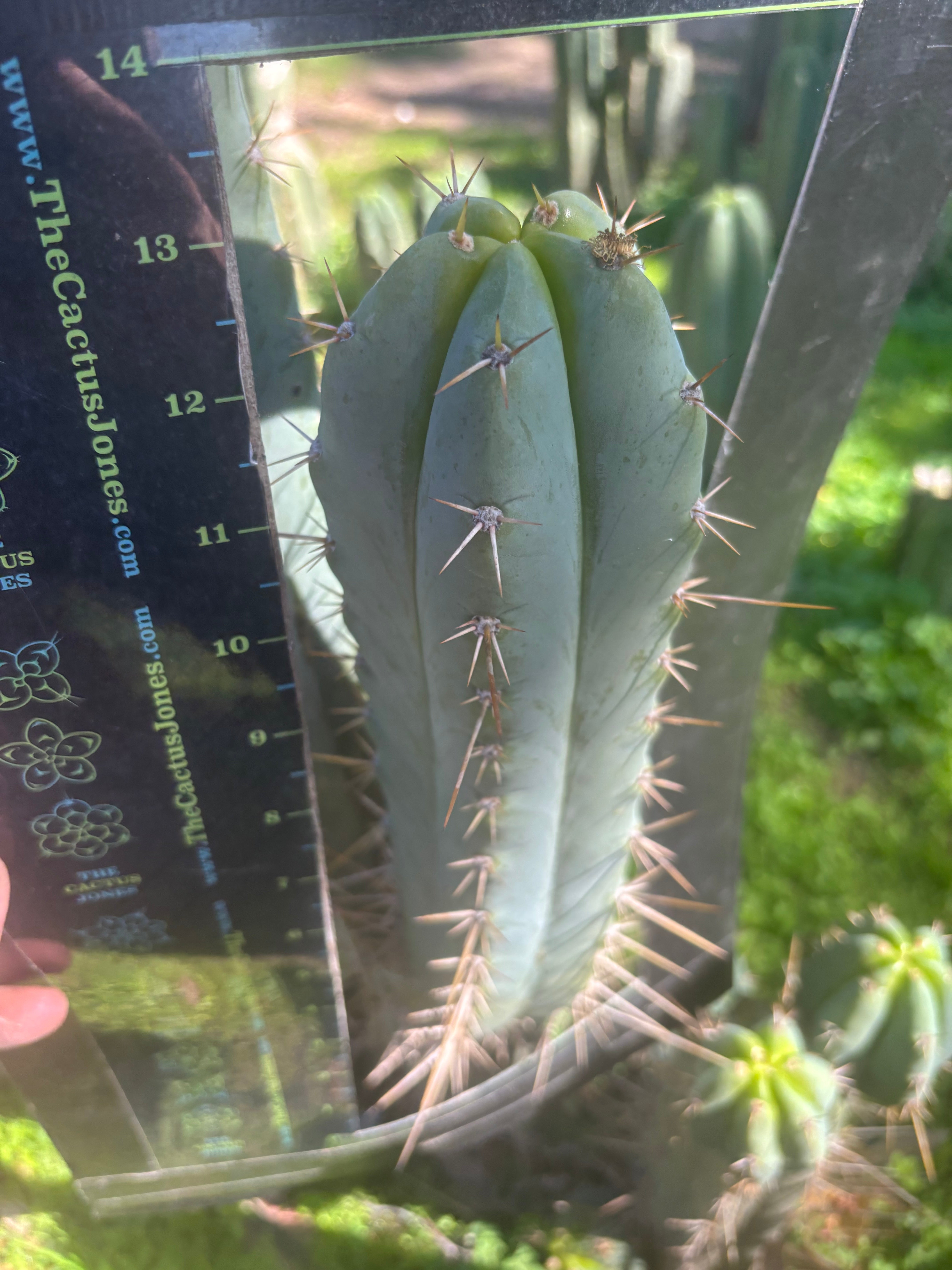 Serra Blue x Huanu — 13” Pup