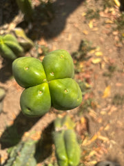 💎👑🌶️ Ferah — Fourwang Chub Muffin