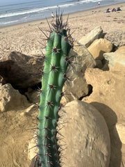 💙 Cereus Aethiops — 15” Tips (3)