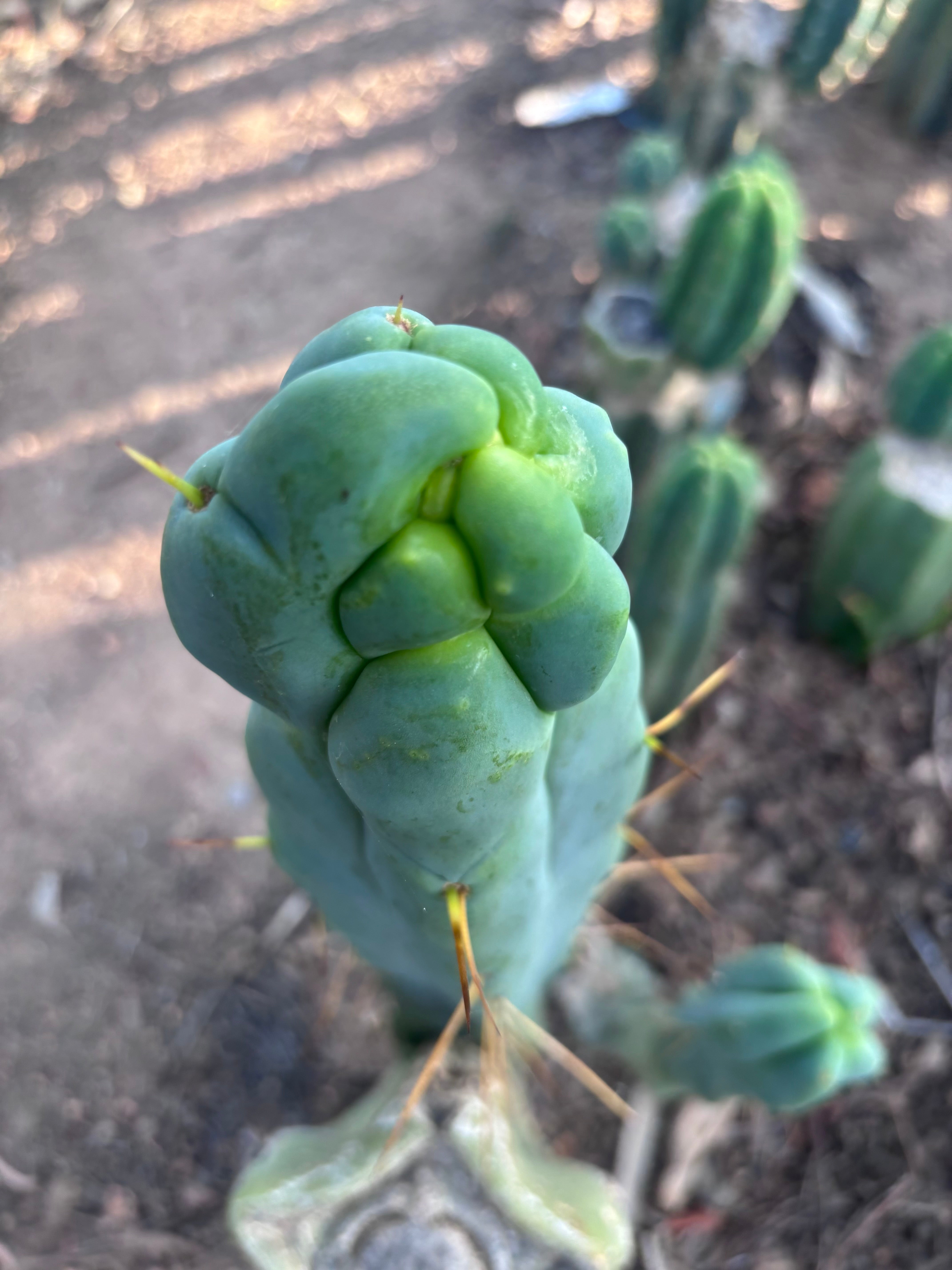 👑🌶️ Caballero — 9” Tip
