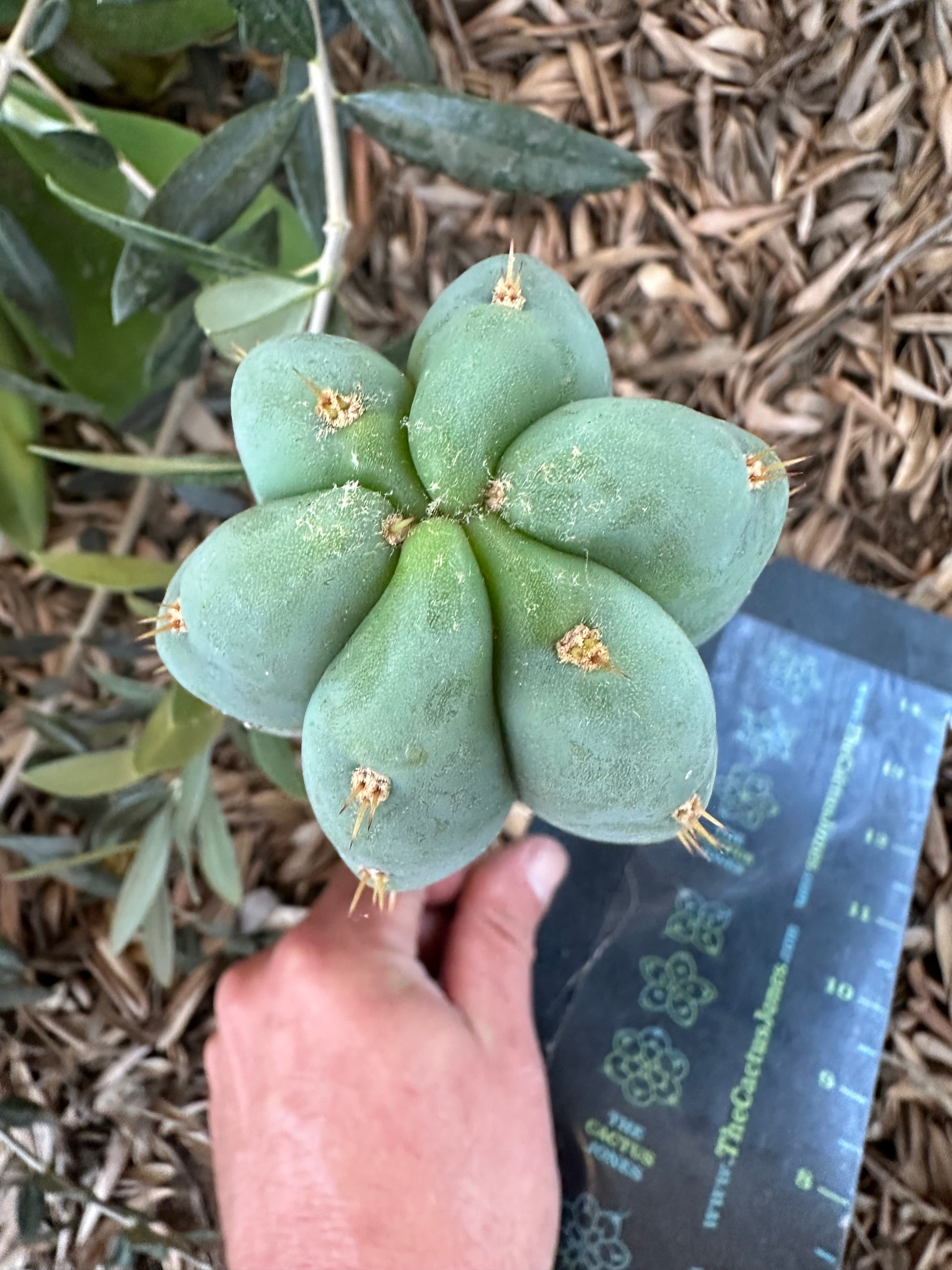 👑 Huanu from Lotusland —  9” Tip