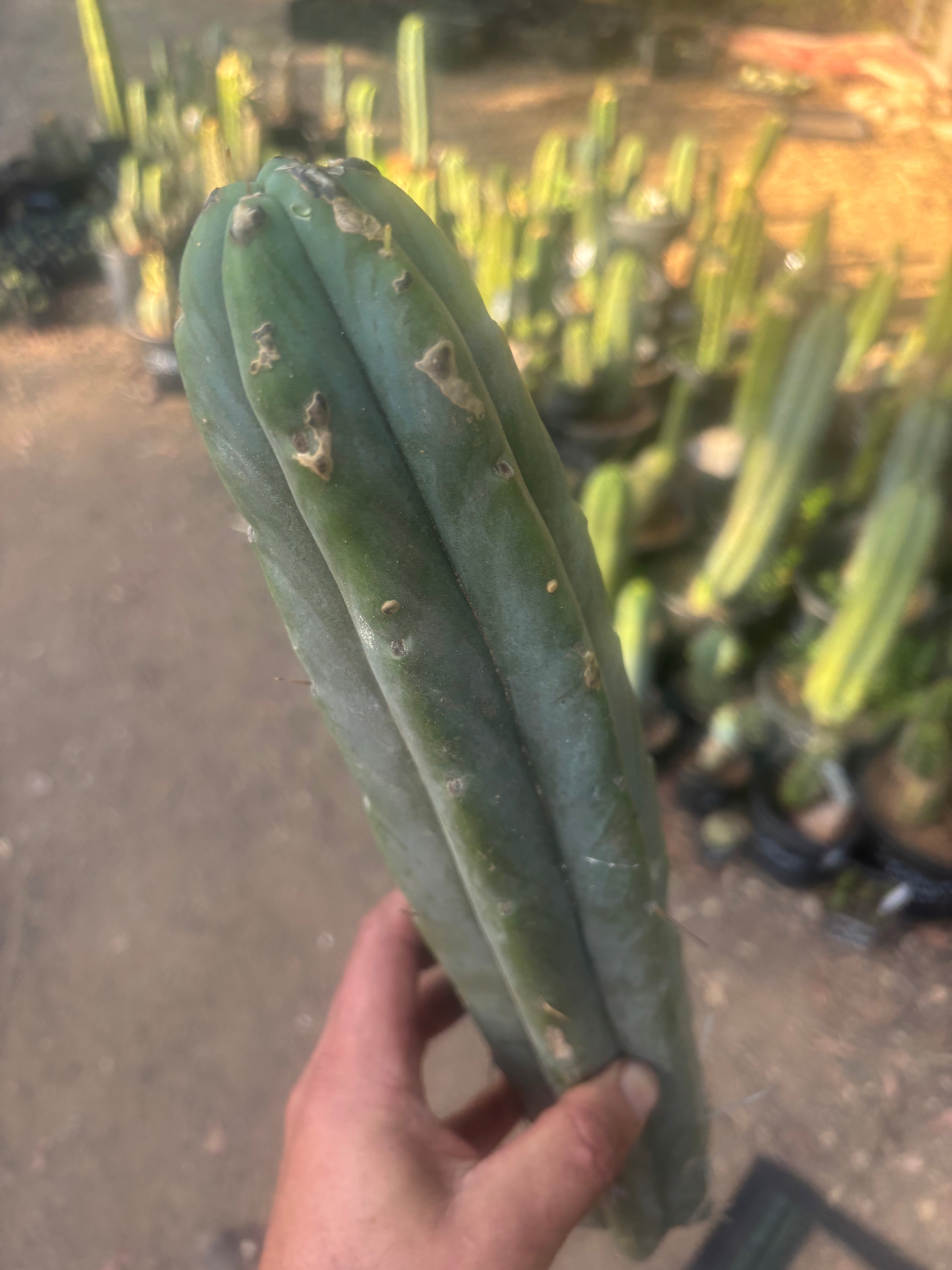 👑🌶️🌶️  Jiimz Twin — XL 15” Tip
