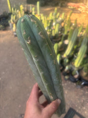 👑🌶️🌶️  Jiimz Twin — XL 15” Tip
