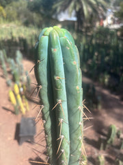 👑🌶️🌶️ Pala! — 10” Tip