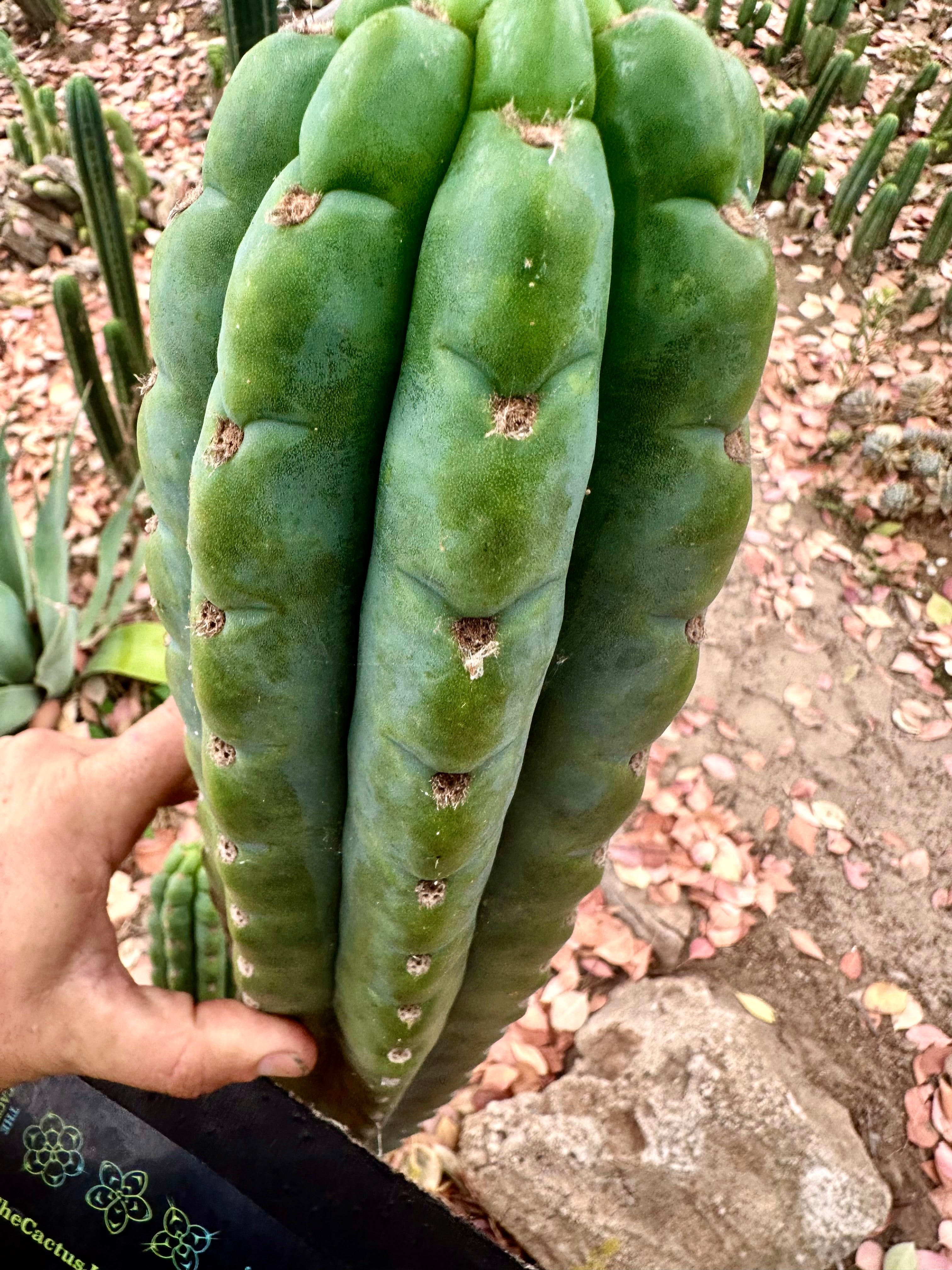 💎👑🌶️ Ichoca — 10” BEAST Tip