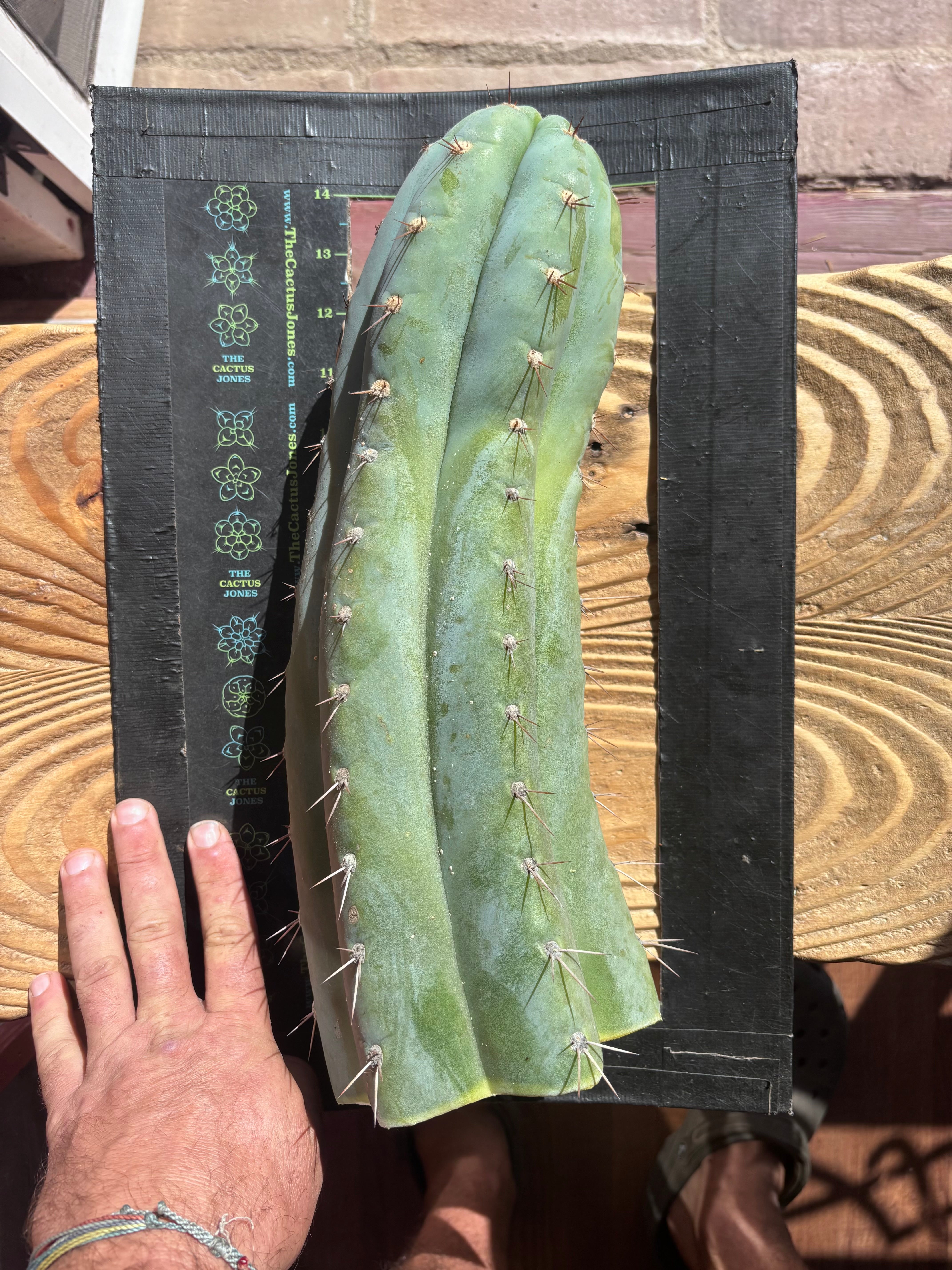 💎👑🌶️ CGG — XL 15” Tip