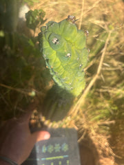 👑💎 Glorp — Year Old Graft on Spachianus
