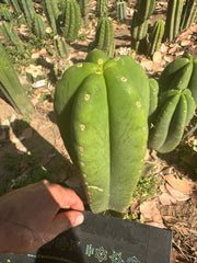 👑🌶️  Scop A  — Fat 10” Pup