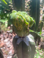 👑💎🌶️🌶️ TBMC Large Graft