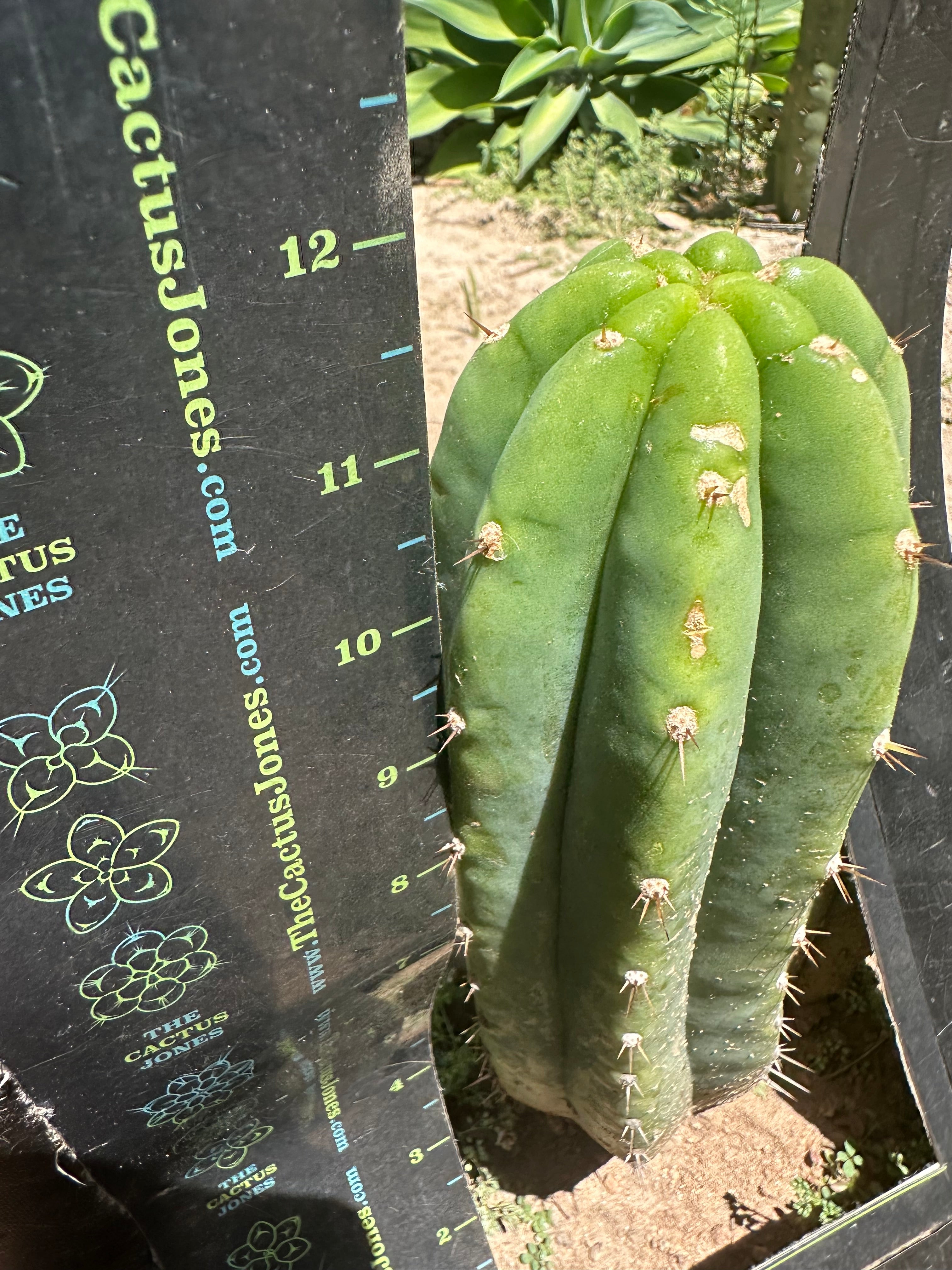 👑🌶️🌶️ Landfill — 11” Pup