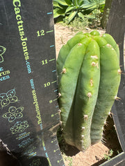 👑🌶️🌶️ Landfill — 11” Pup