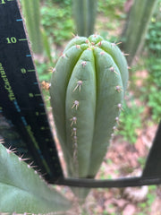 Fields x Yowie  — 10” Tips