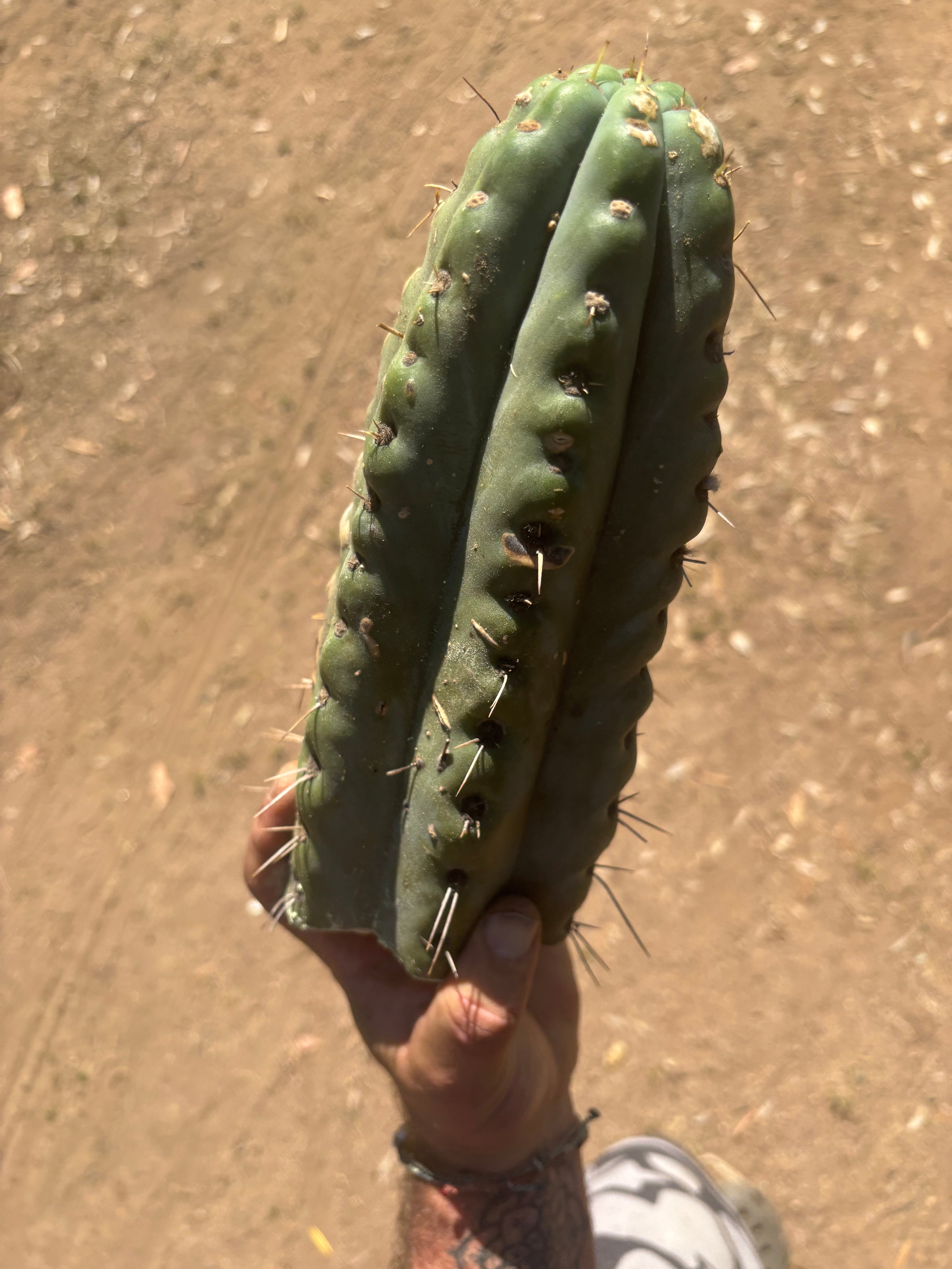 💎🌶️🌶️ NOM —  Fat 10” Tip