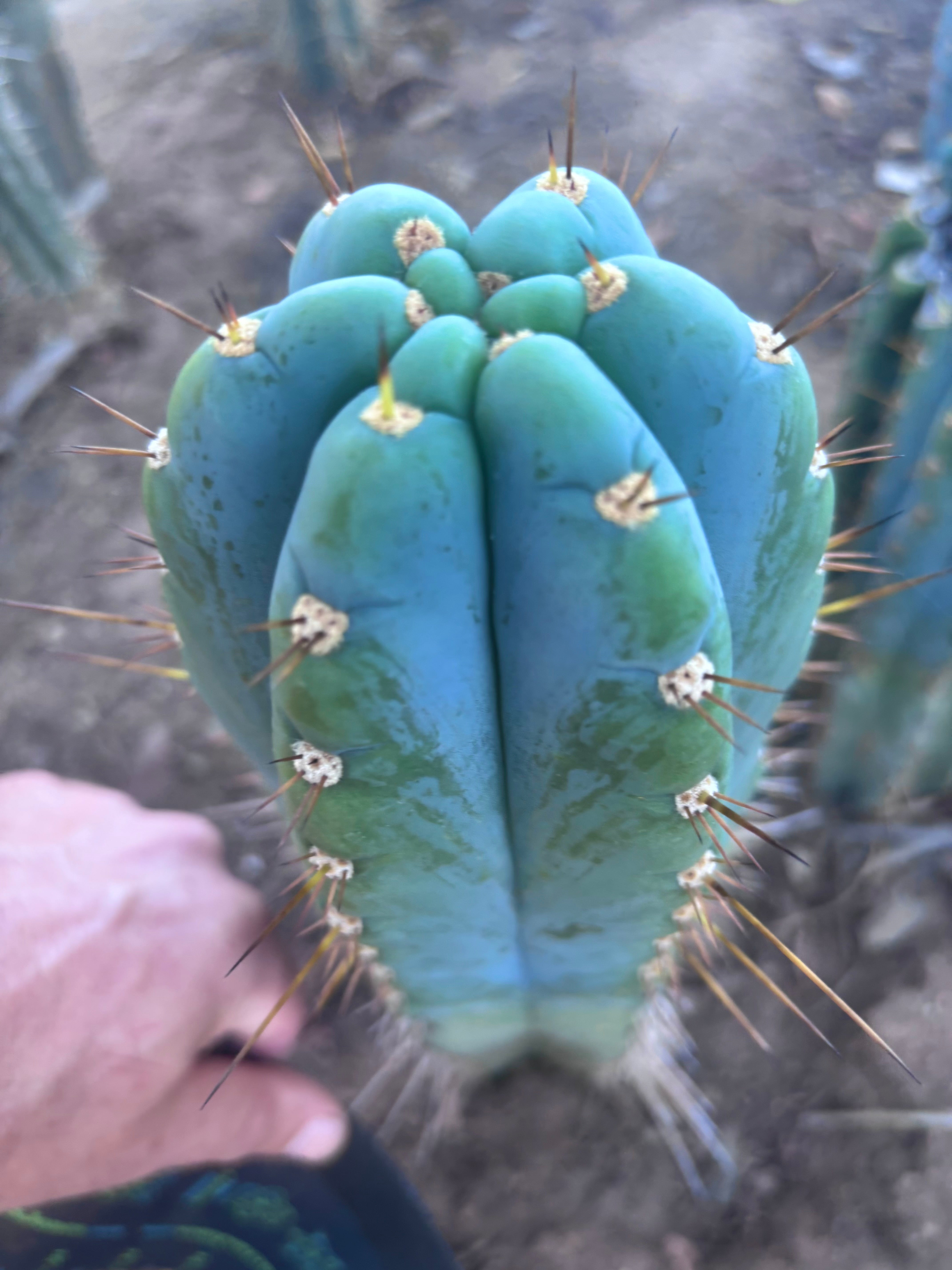 💎👑💎 Papa Smurf — FAT 10” Tip