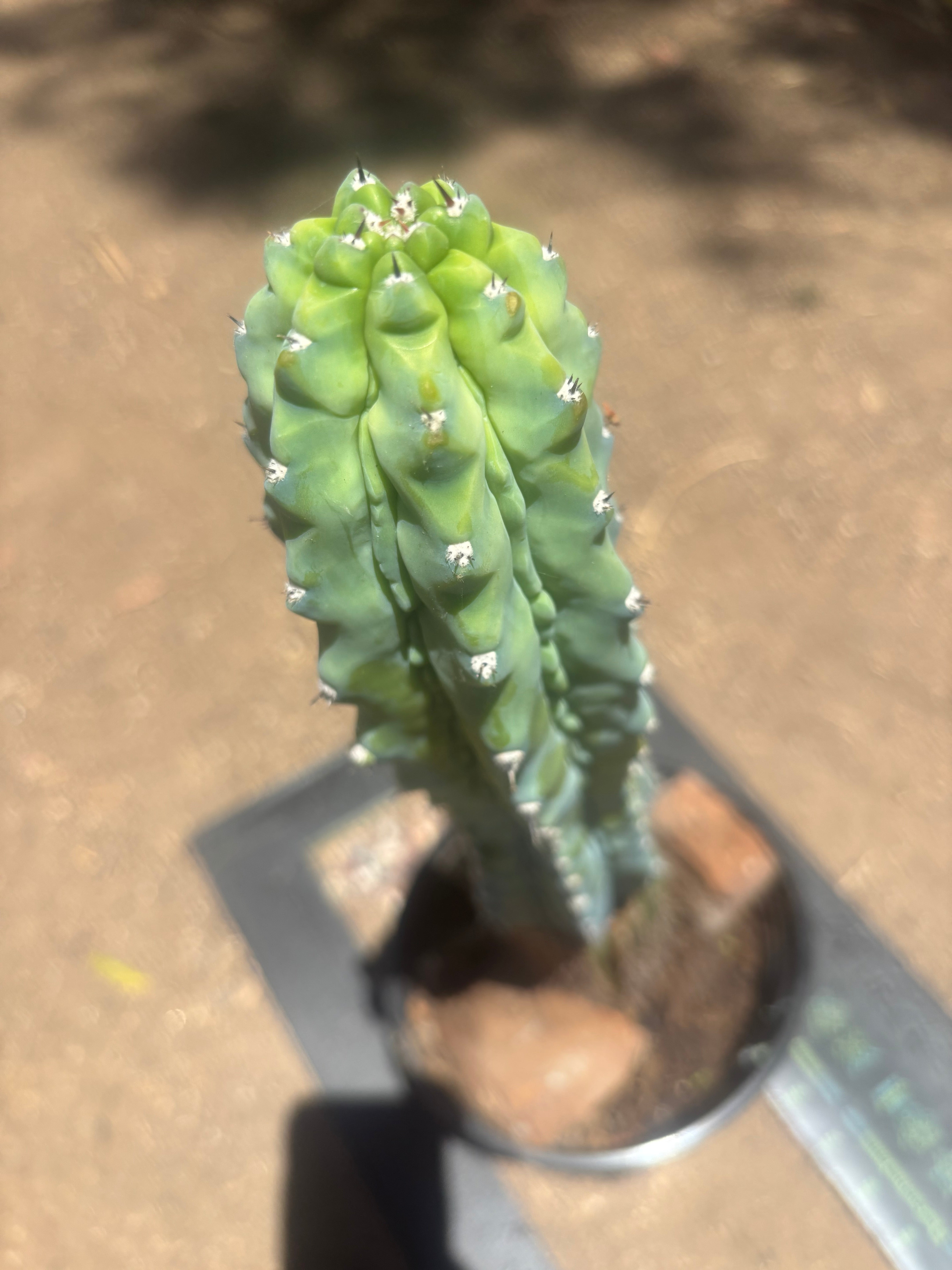 👑💎 Grecas — XL Established Tip Graft, Rooted