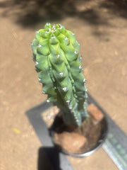 👑💎 Grecas — XL Established Tip Graft, Rooted
