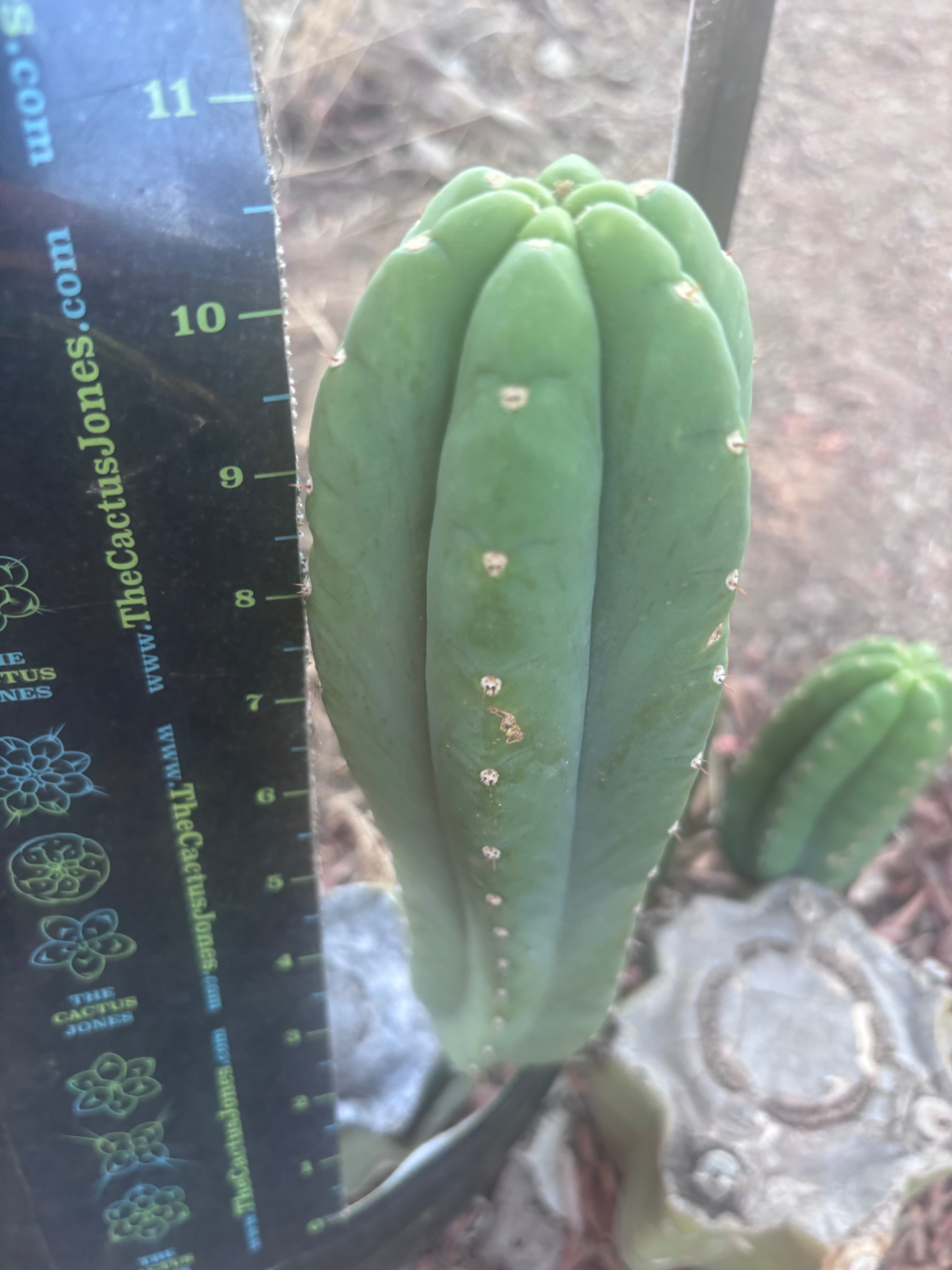 👑🌶️ Yogi — 10.5” Pup