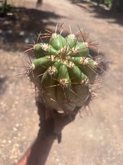 💎💎 Taquimbalensis — MASSIVE 18” Tip
