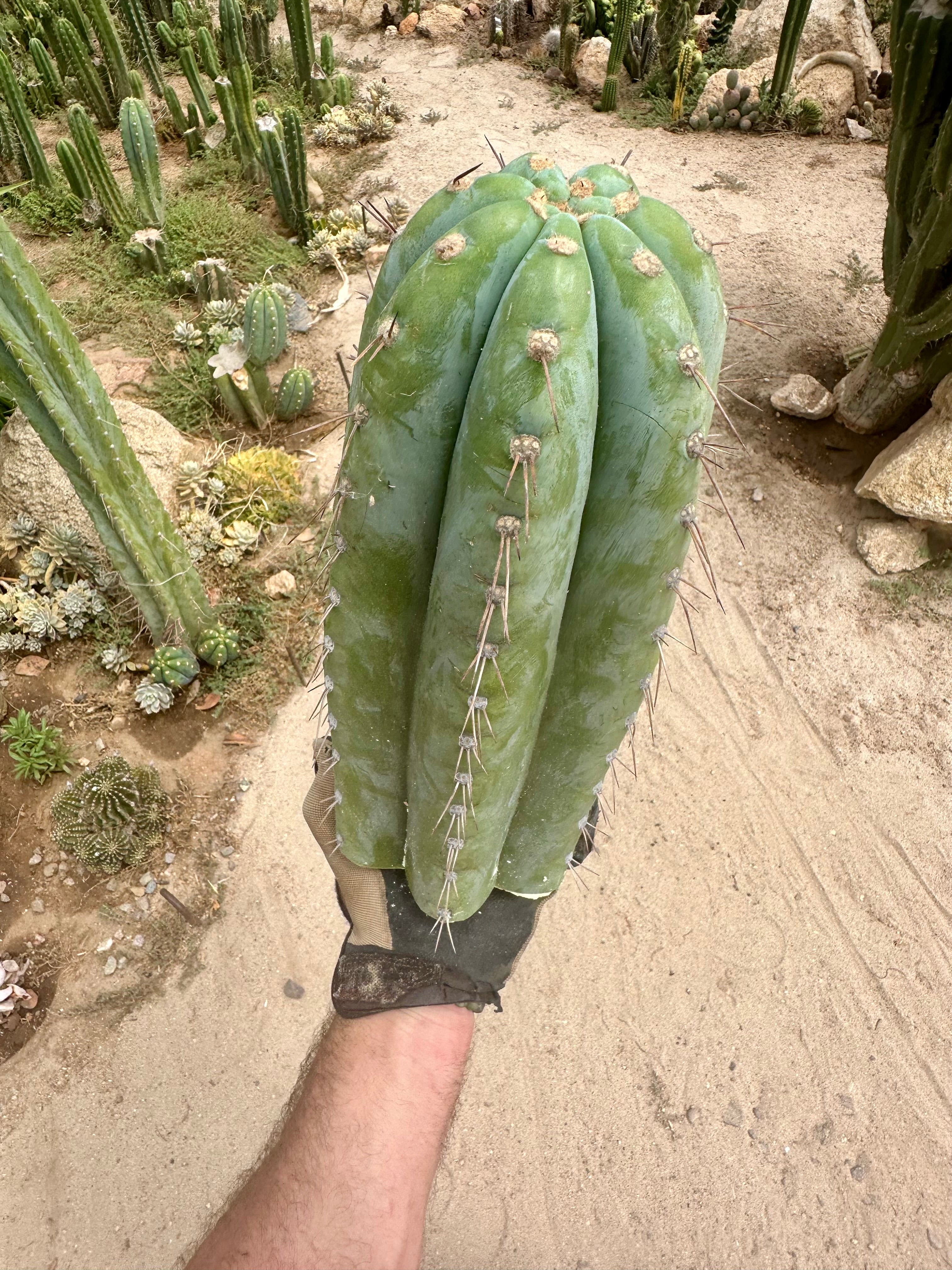 💎👑🌶️ CGG — 15” *MEGA* Tip