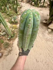 💎👑🌶️ CGG — 15” *MEGA* Tip