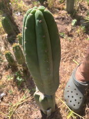 👑 Adele — XL 12” Pup