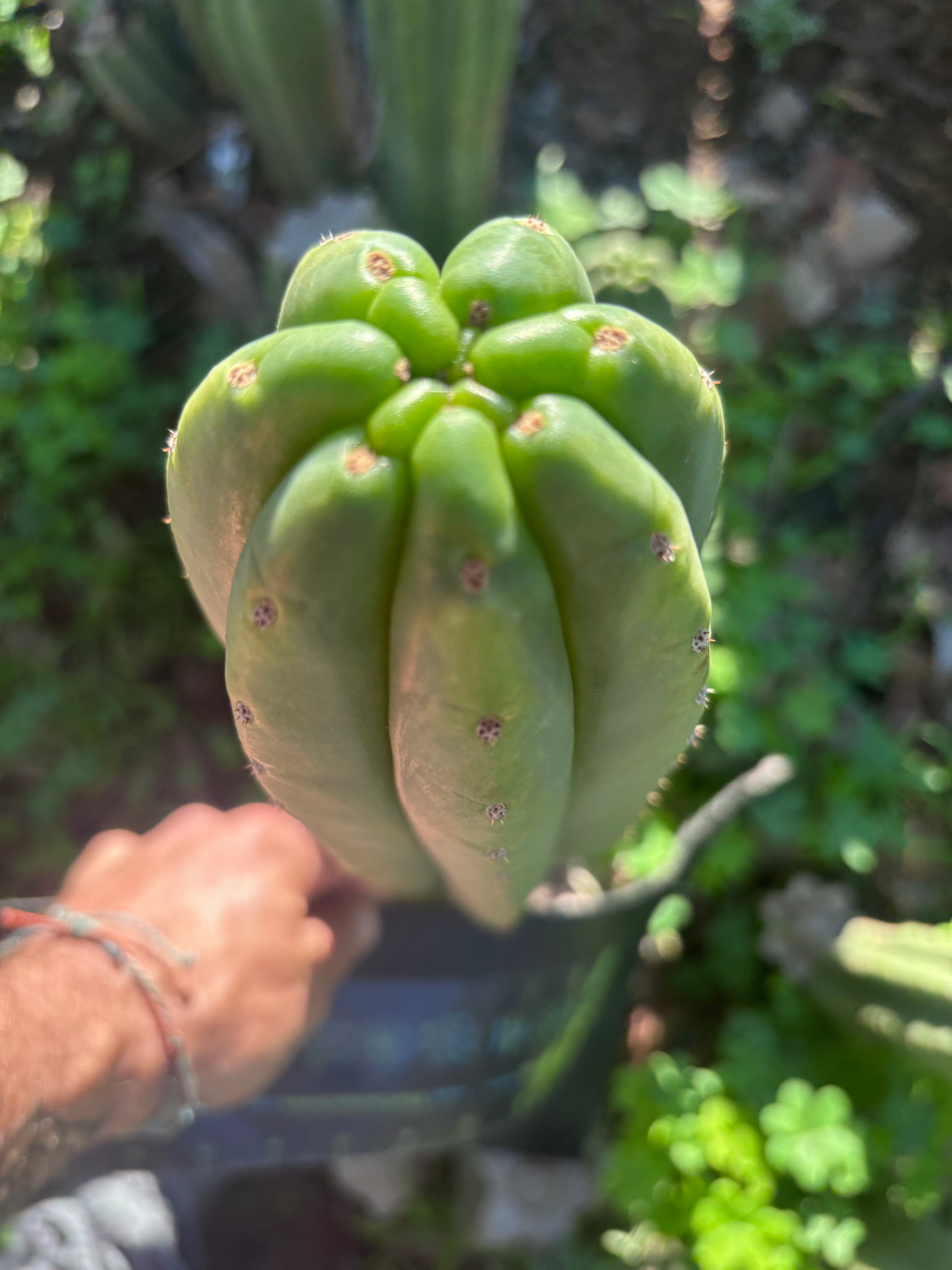 👑🌶️ The Field’s Pachanoi — Chonky 12” Tip