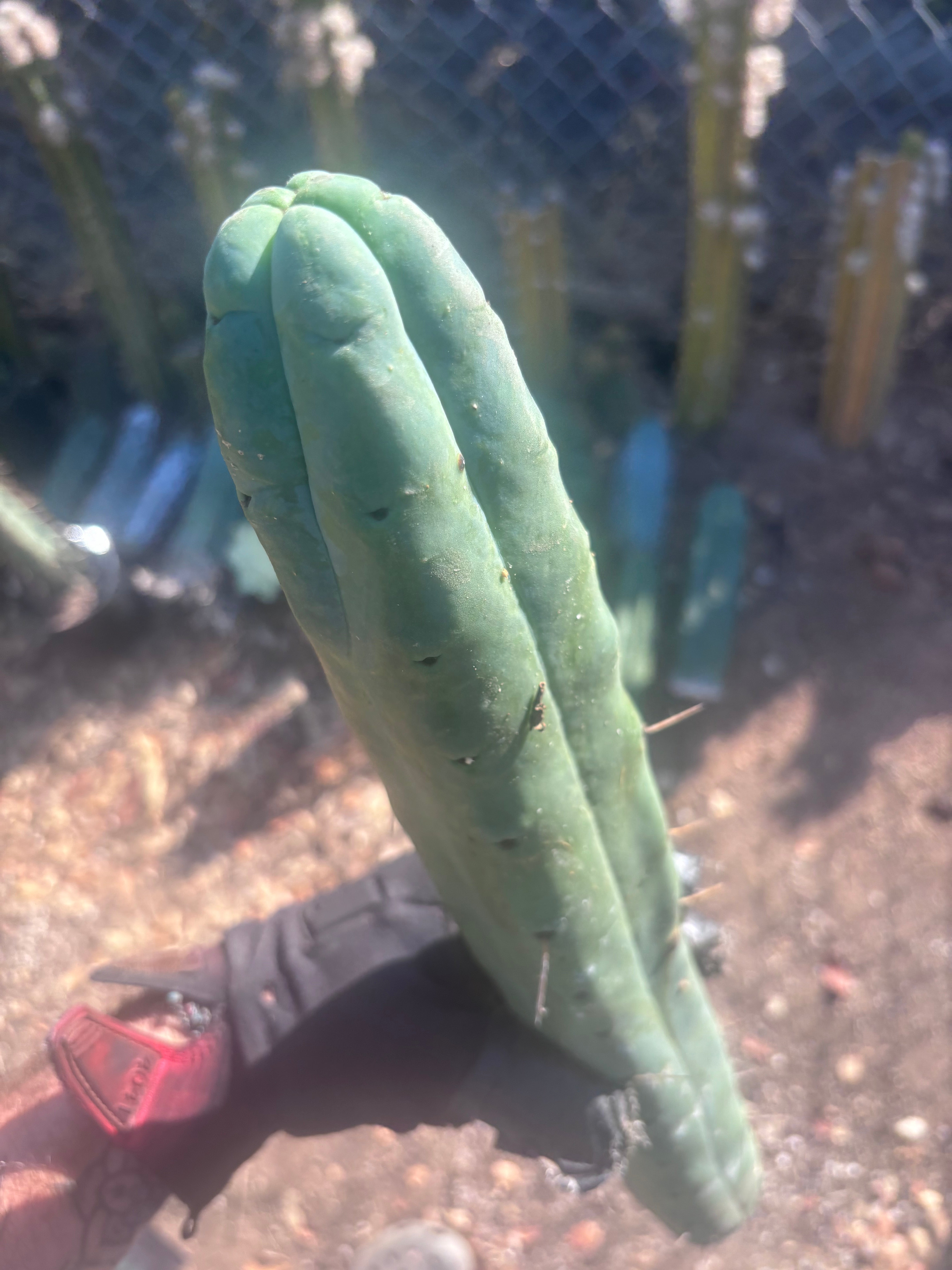 👑🌶️🌶️  Jiimz Twin Spine — XL 16” Tip