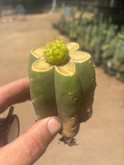 👑 Hulk’s Balls — Graft On Pierre