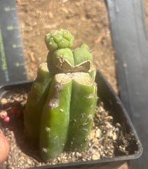 💎👑 Q-Tip —  Pupping Slab Graft on Rooted PC