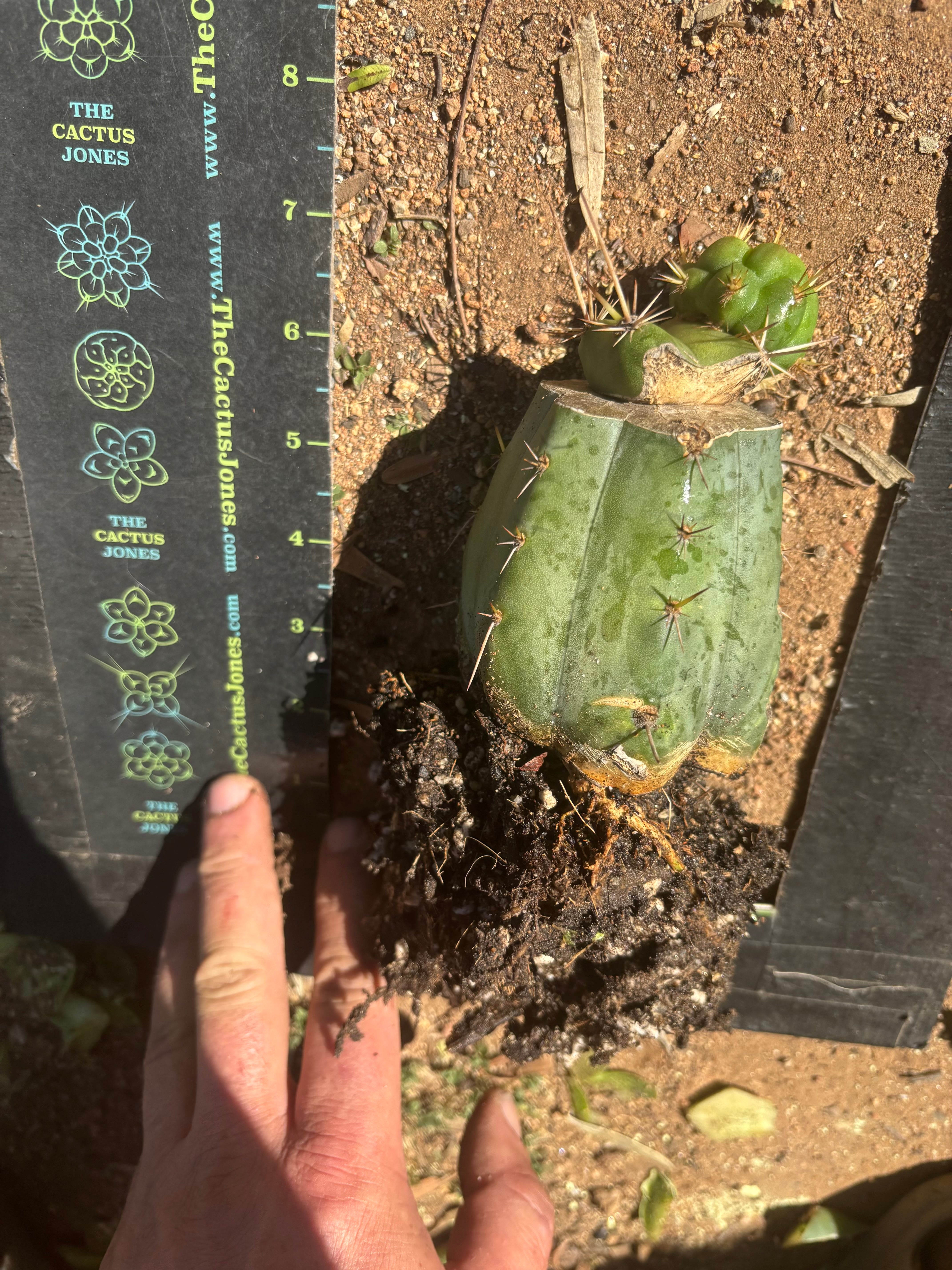 💎👑💎 Tulhuay — Rare Magenta Flower — Pupping Rooted Graft