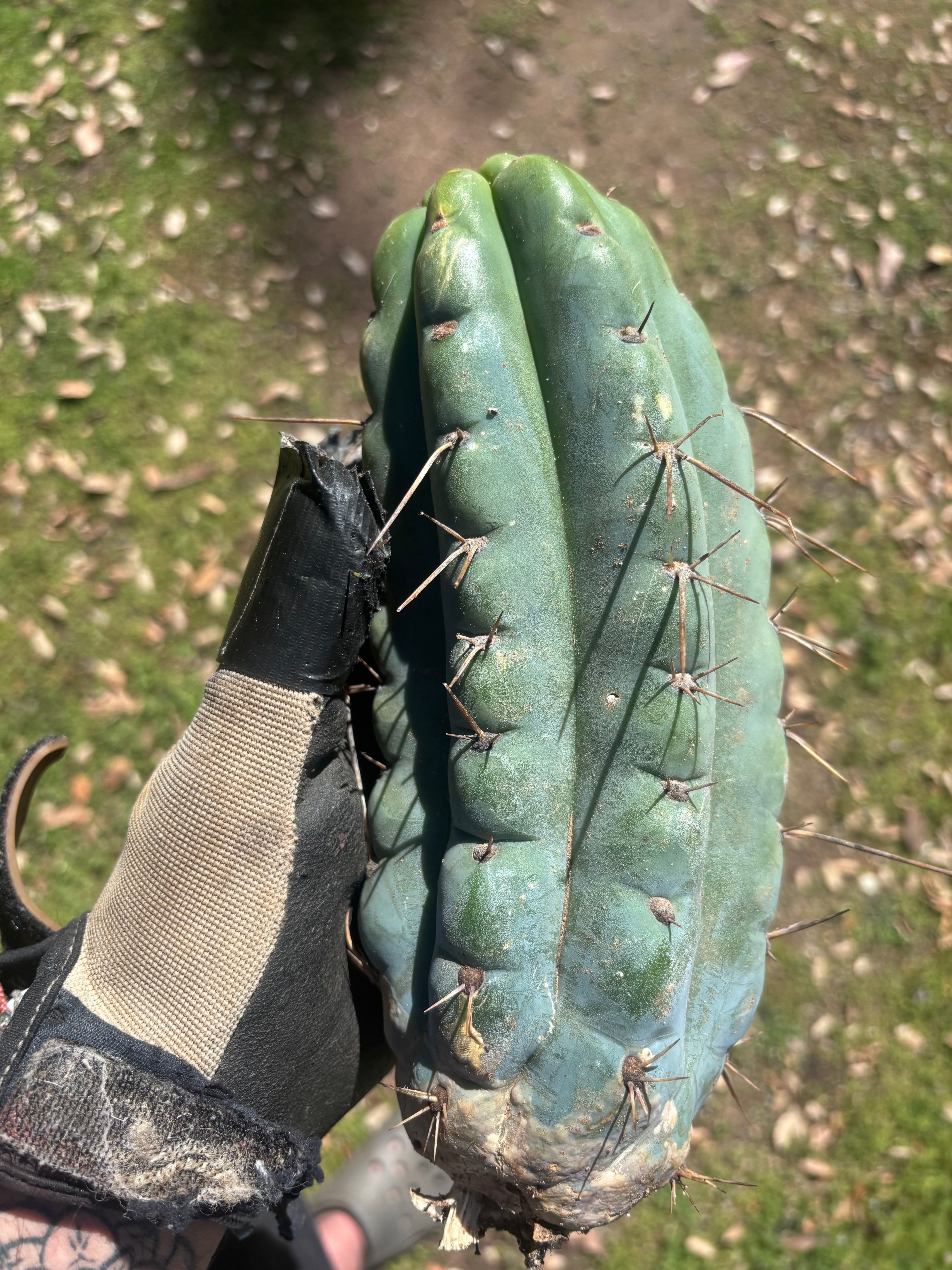 💎🌶️🌶️ NOM — Beefy 10” Pup