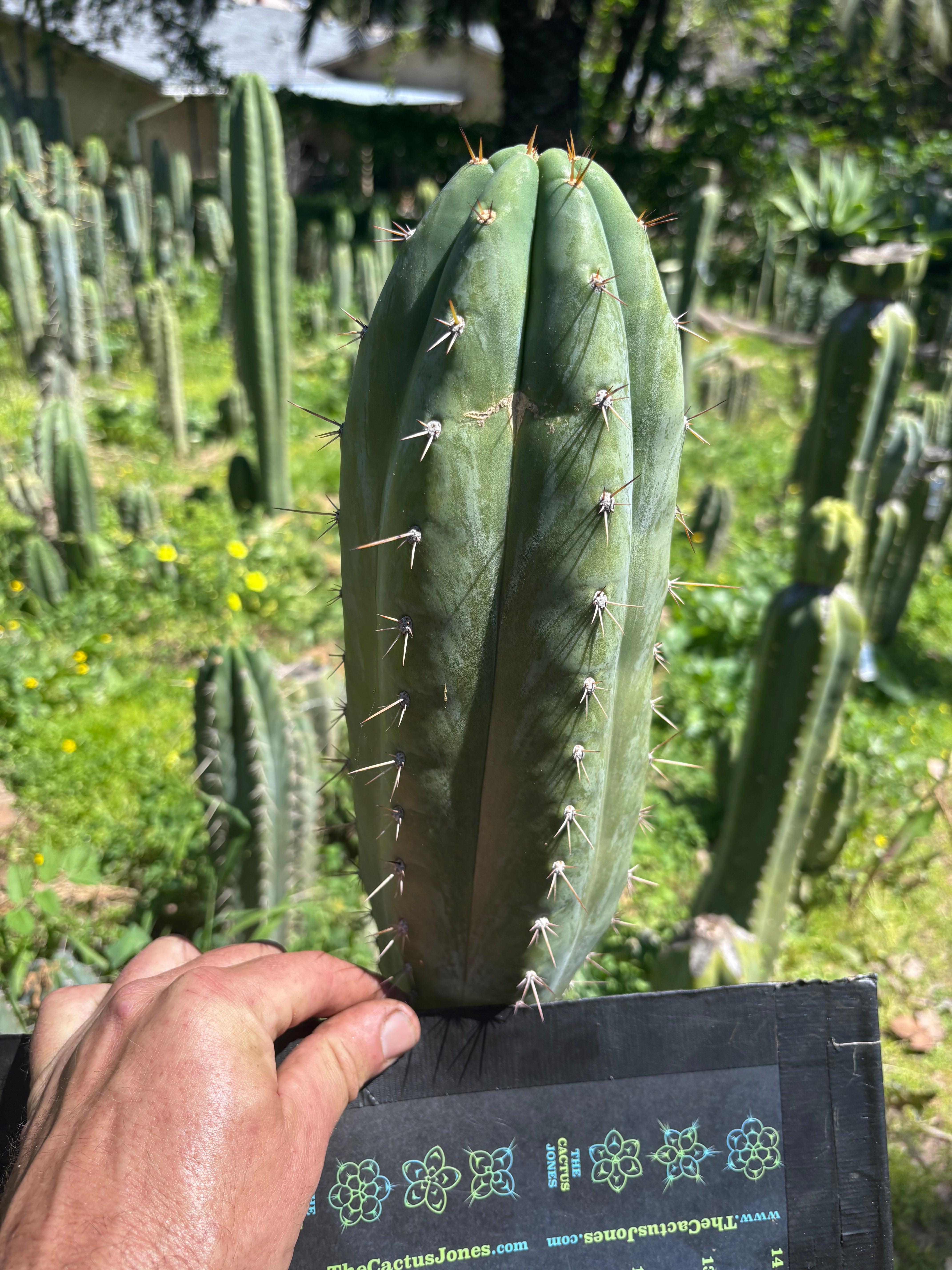 👑🌶️ Kimnach — Fat 11” Tip