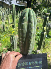 👑🌶️ Kimnach — Fat 11” Tip