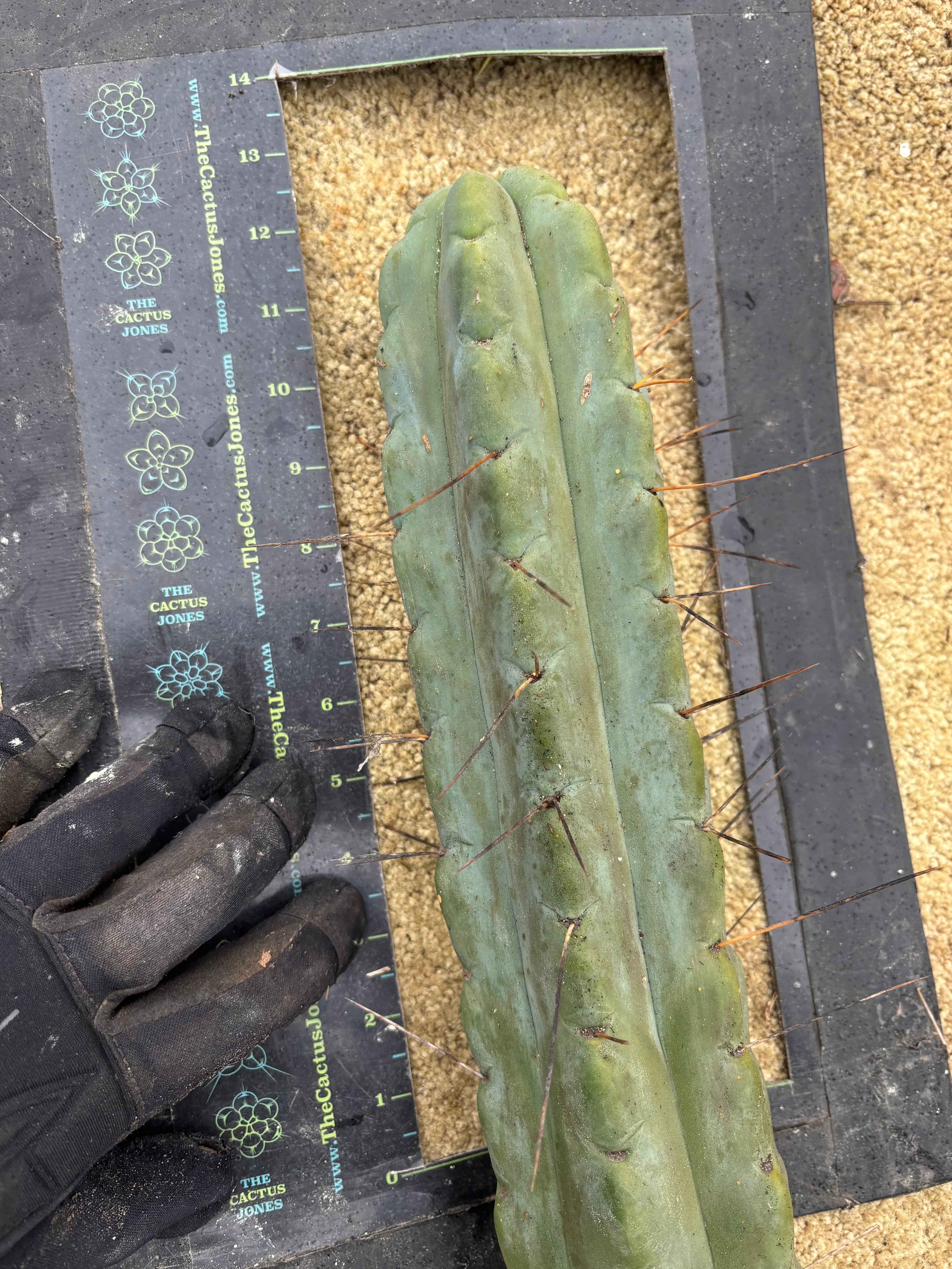 👑💎🌶️ TBQM  — Massive 12” Tip (Cut #2)