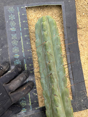 👑💎🌶️ TBQM  — Massive 12” Tip (Cut #2)