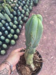 👑🌶️ Caballero — 11” Rooted