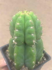 💎👑💎 Parque de Leyendes —BK08611.4 Clone A —  “Work of Art” Tip Graft on Rooted Stock