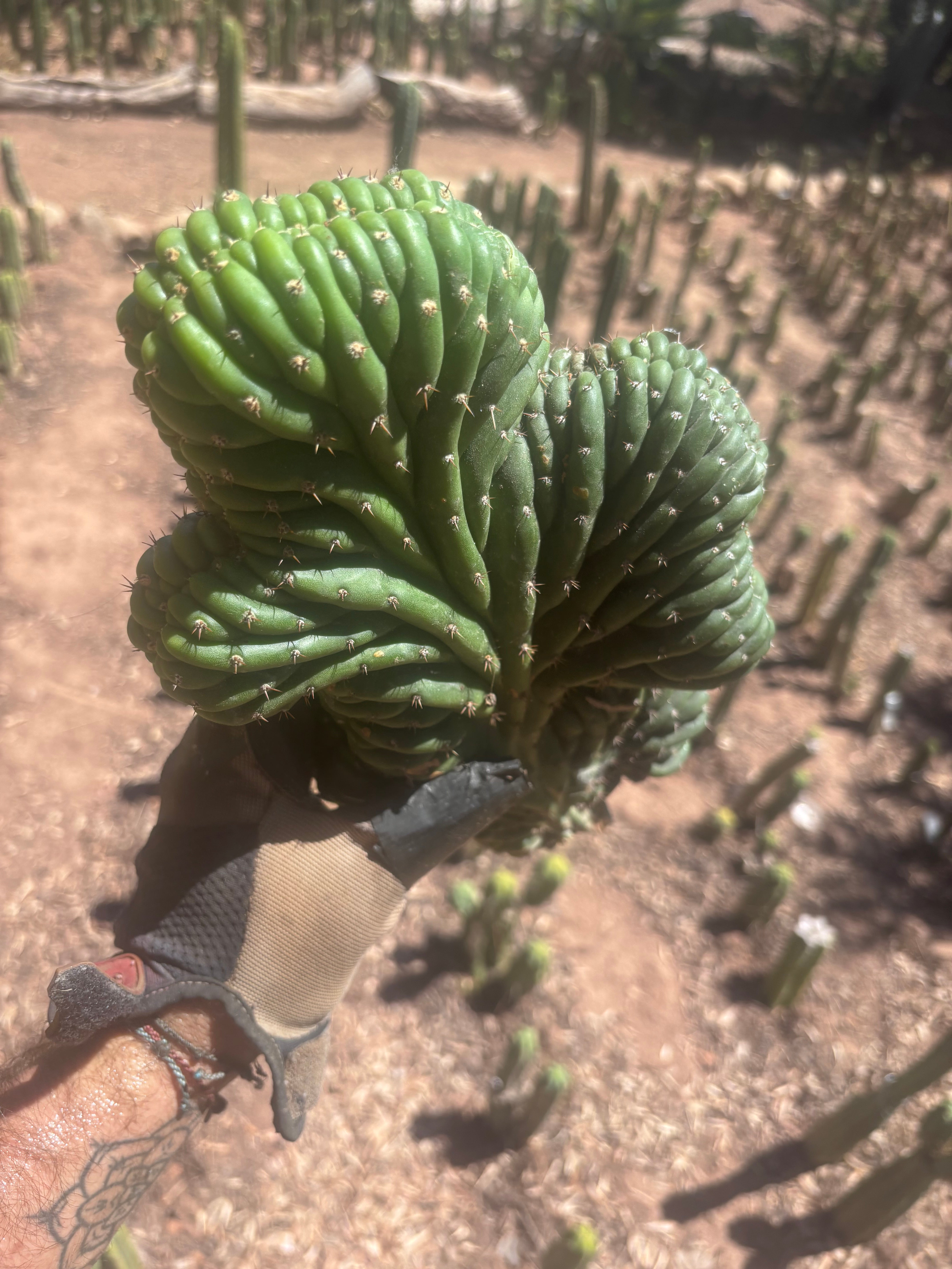 💎👑 TPMC — Large Crests (3)