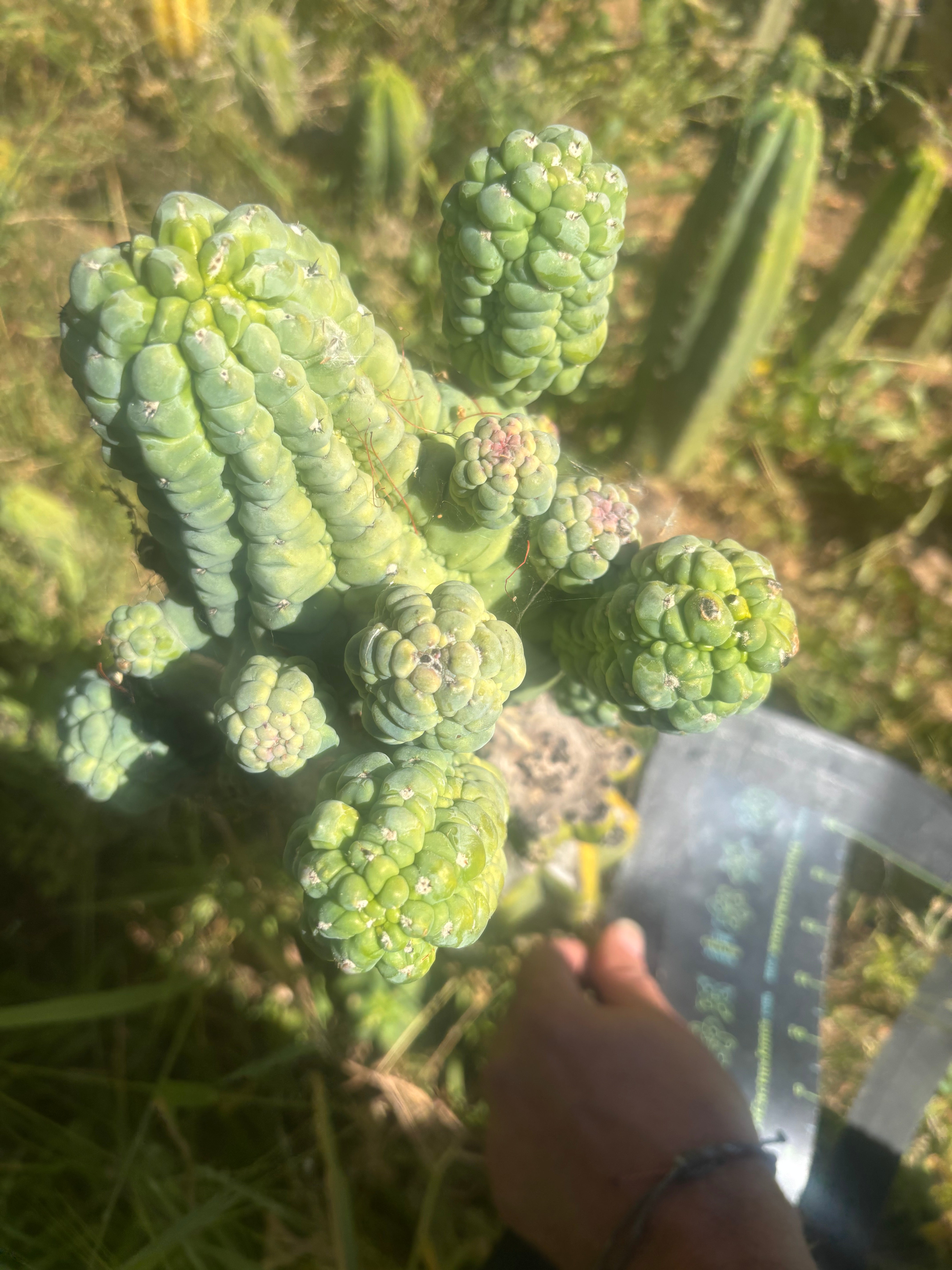💎👑💎 Glorp — Crazy XXL Pupsplosion Graft