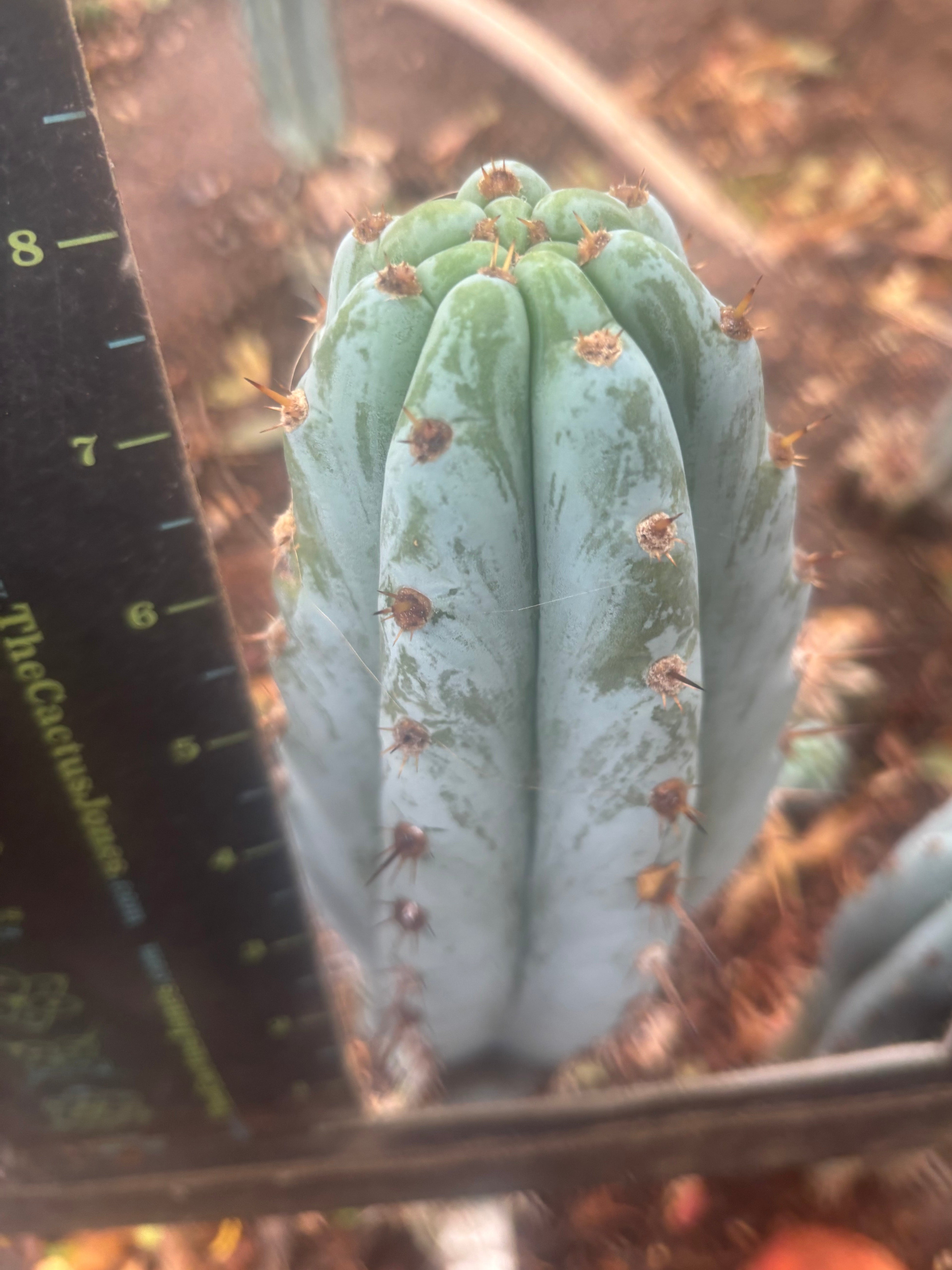 💎👑 Althea — 8” Tip