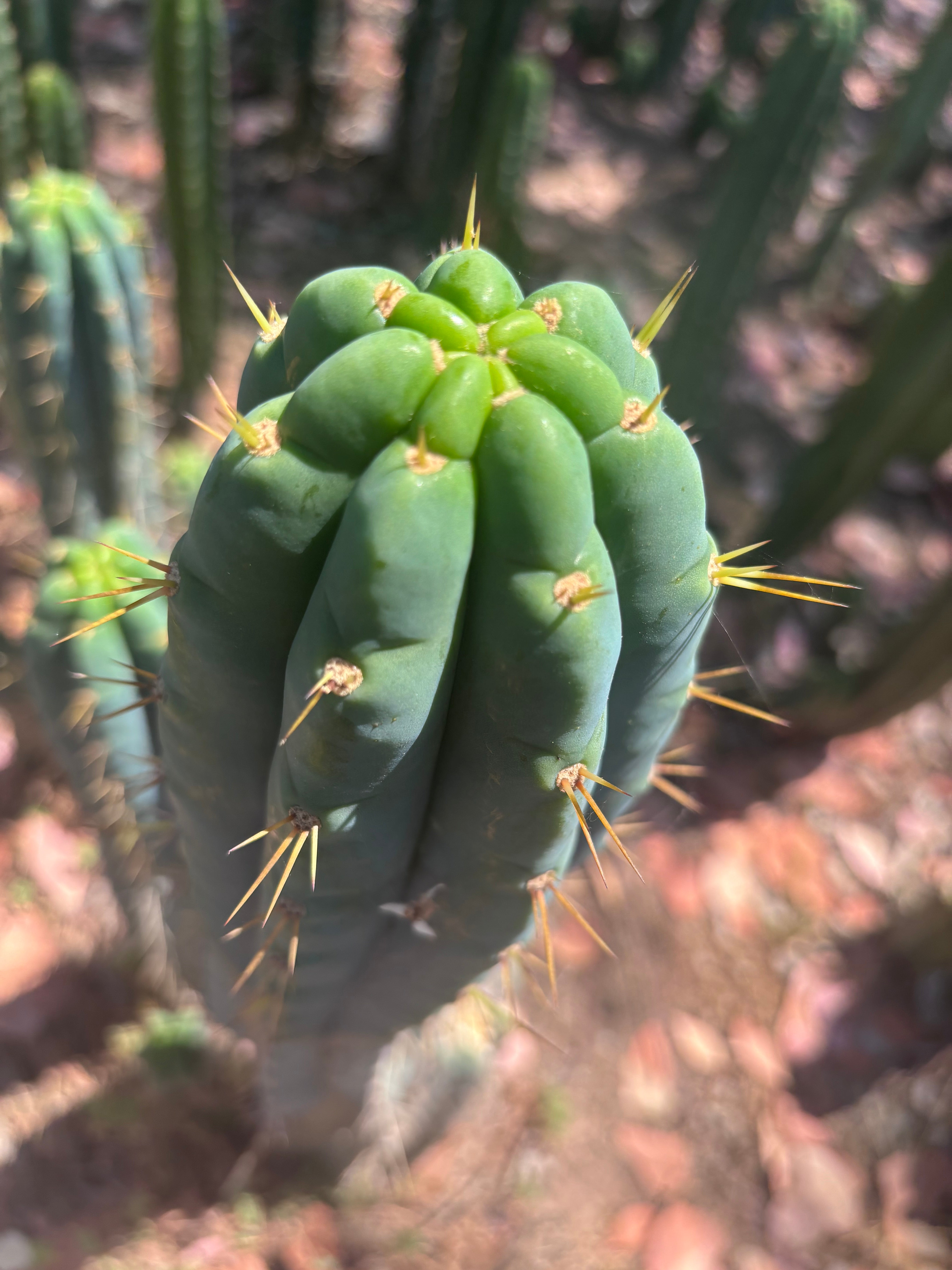 🌶️ 0201 — XL 15” Pup