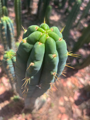 🌶️ 0201 — XL 15” Pup