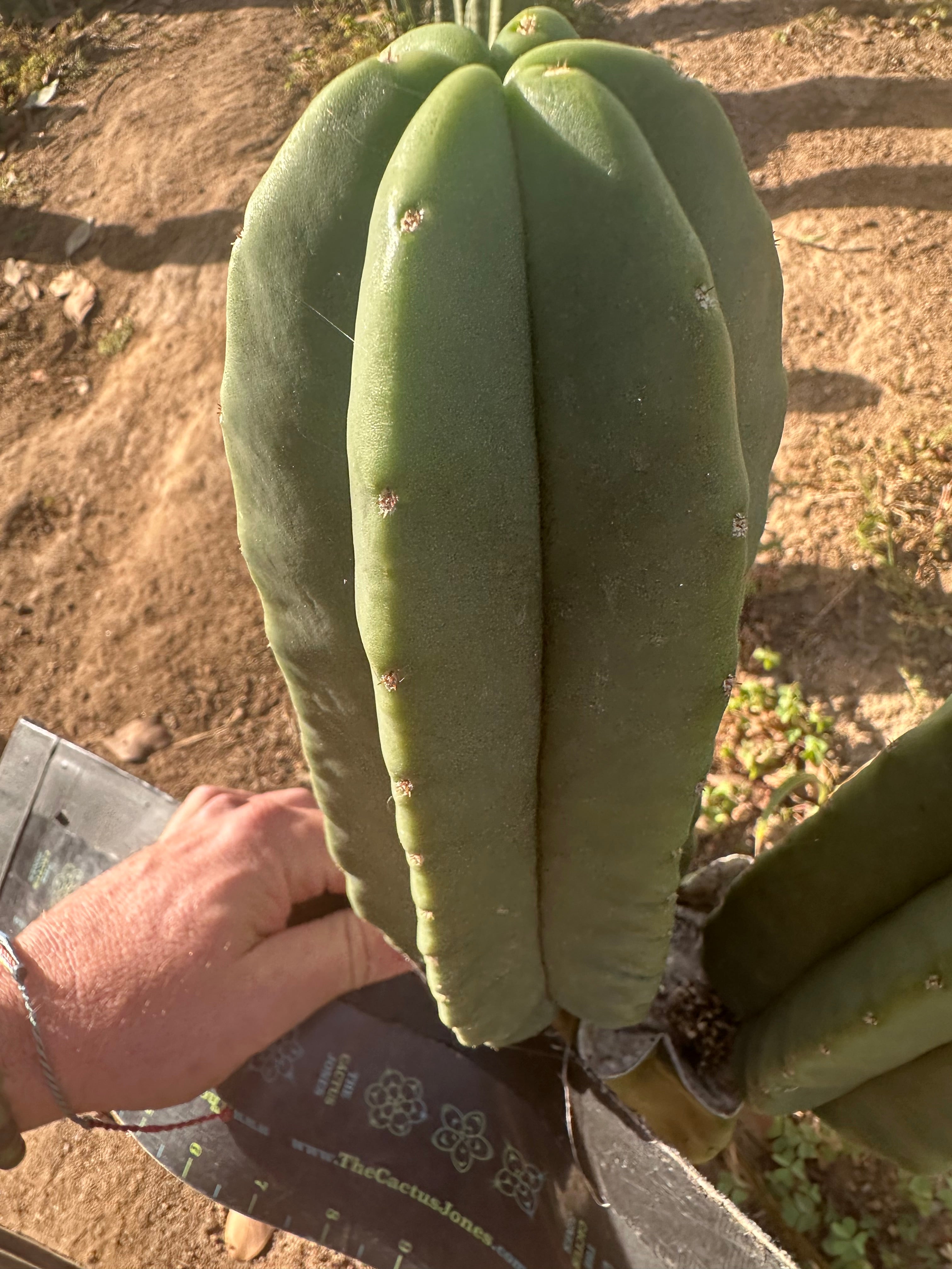 💎 Primo Aussie Scop  — Fat 10” Pup