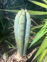 👑 Lotusland Huanu —  Chonky 10” Tip