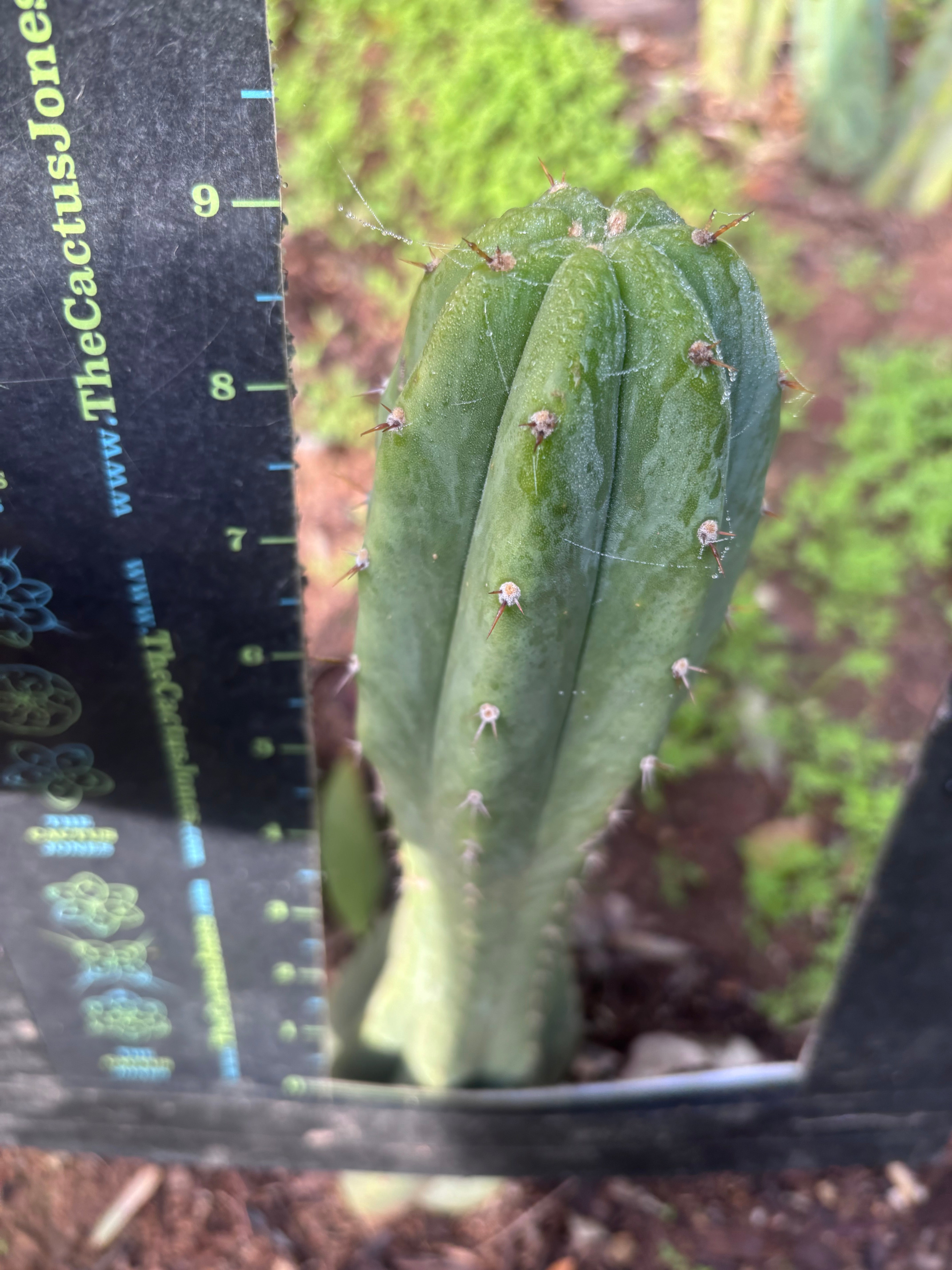 👑🌶️🌶️ Landfill — 9” Tip