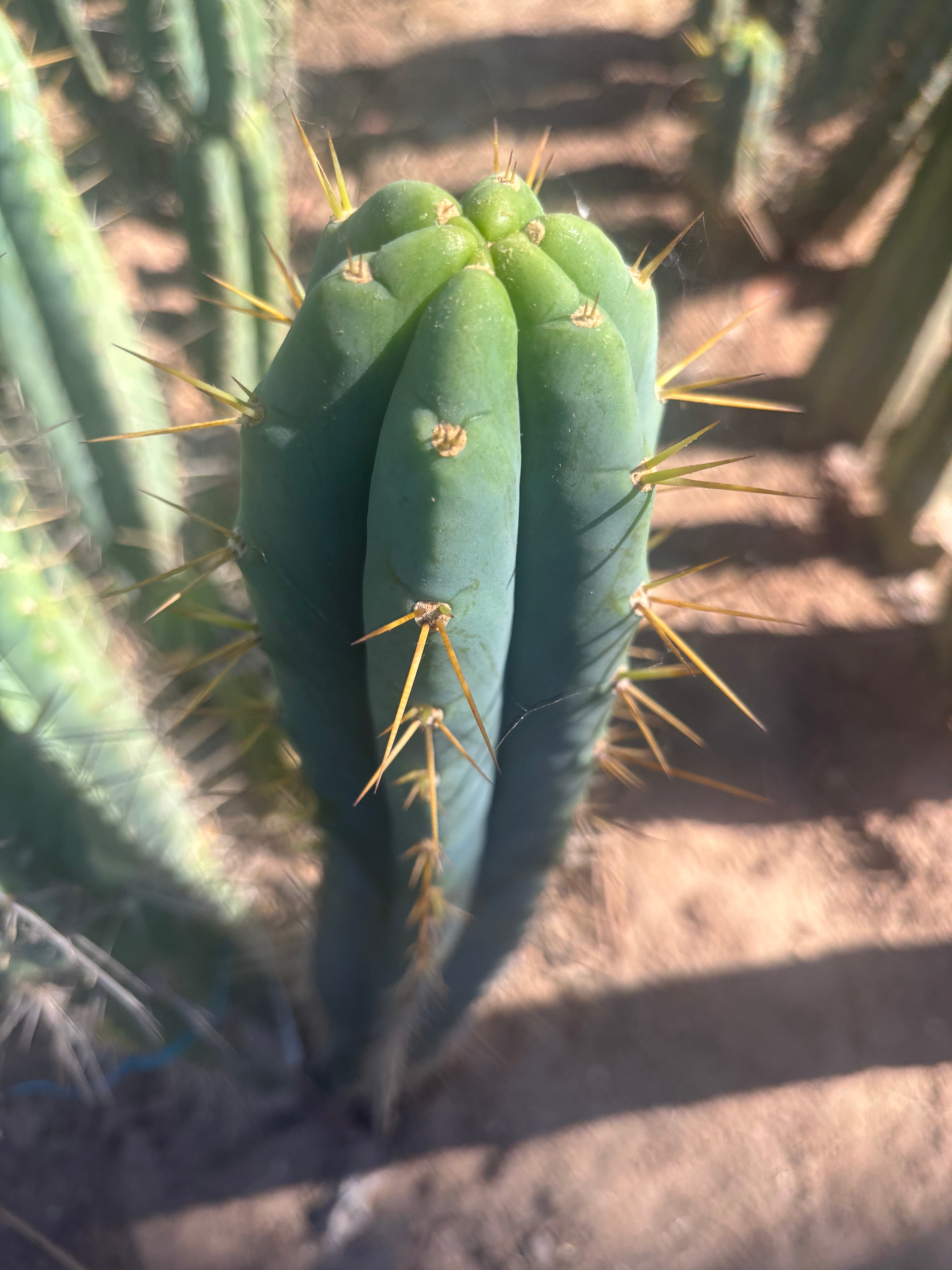 💎🌶️ 0102 — XXL Two Footer Tip (24”)