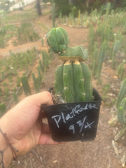 💎👑🌶️ Platform 9 3/4  — Established Puck Graft w/ Pup on Rooted PC
