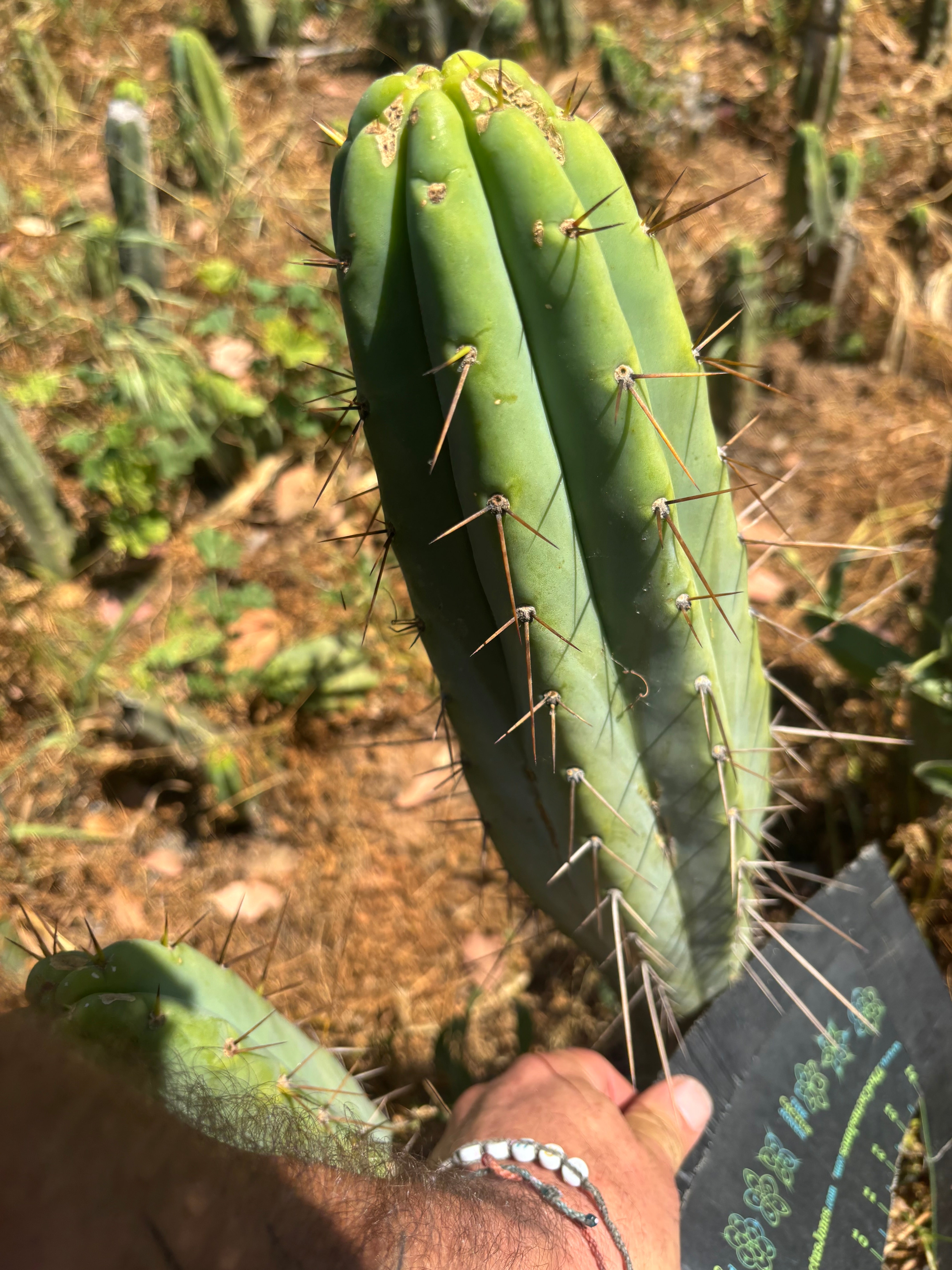 👑🌶️🌶️  Lumberjack — XL 14” Tip