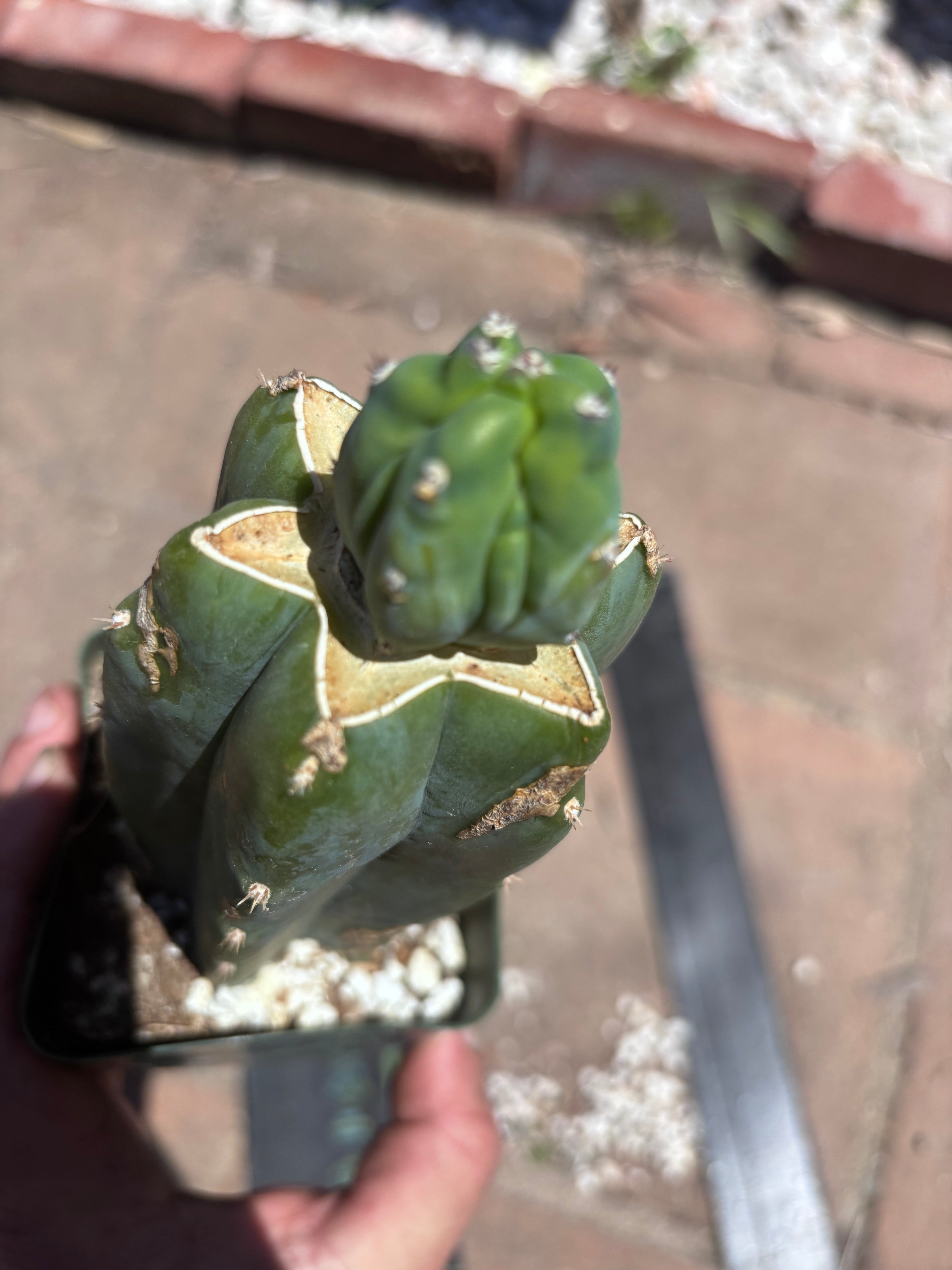 👑💎 Grecas Tip Graft — Rooted / Whole